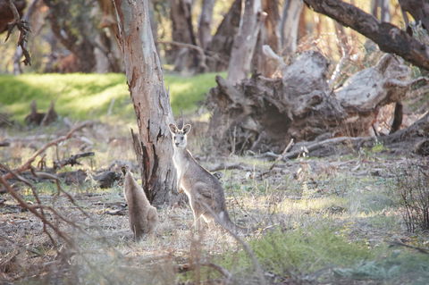 Nyah Vinifera Park - ACT Tourism 0