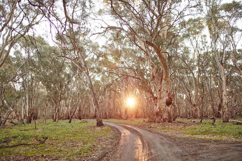 Nyah Vinifera Park - ACT Tourism 1