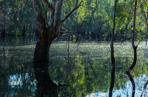 Nyah Vinifera Park - ACT Tourism 2