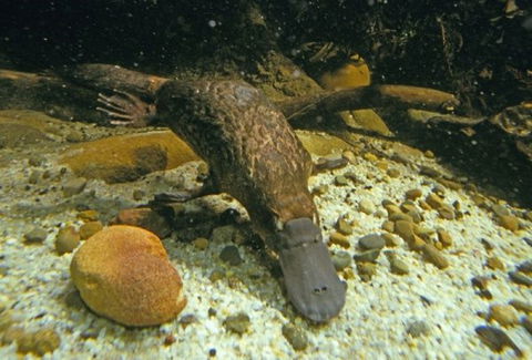 Platypus Pool - ACT Tourism 0