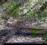 Tea Tree Falls Walking Track - ACT Tourism