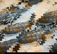 Turtle Nesting Season - ACT Tourism