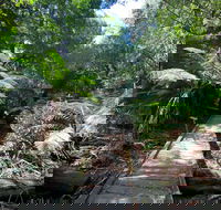 Wirrawilla Rainforest Walk - ACT Tourism