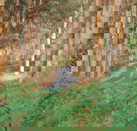 Boranup Karri Forest - ACT Tourism