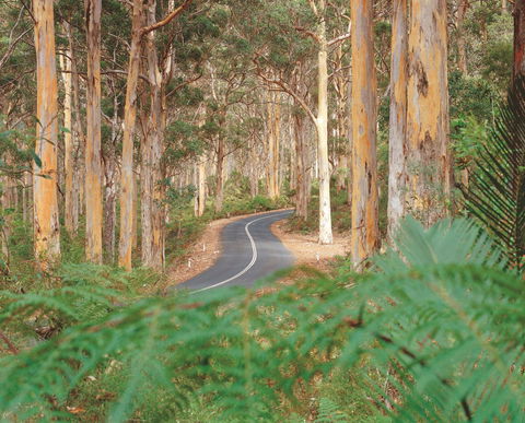 Boranup Karri Forest - ACT Tourism 0