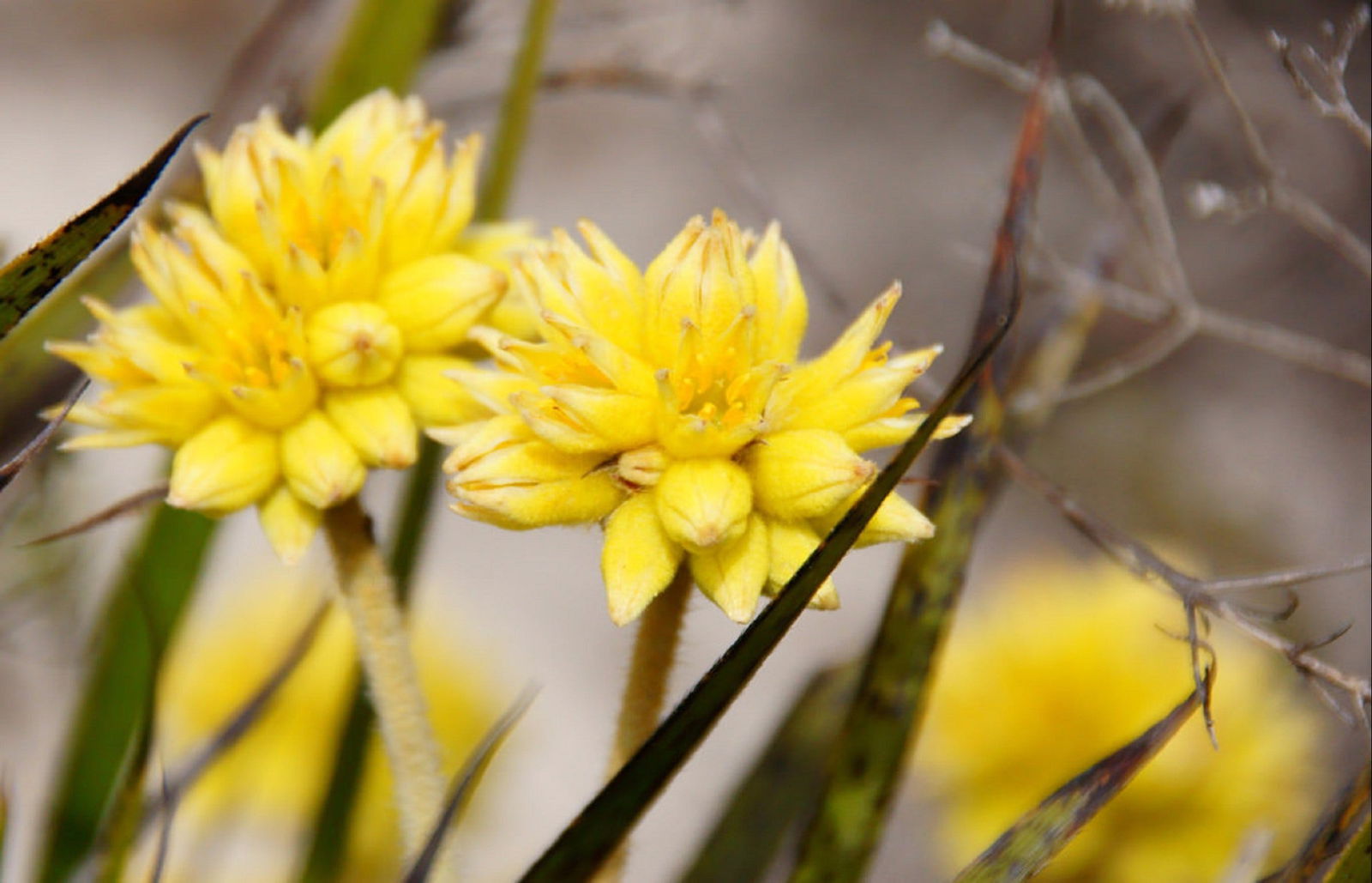 Yathroo WA ACT Tourism