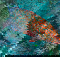 Cobia Hole Dive Site - ACT Tourism