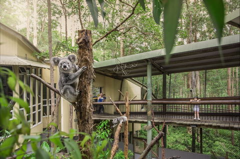 Daisy Hill Koala Centre - ACT Tourism 0