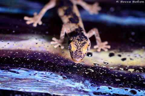 Discover Deadly - ACT Tourism 2