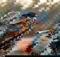 Echuca Paintball Games - ACT Tourism