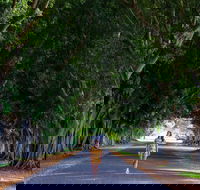 Fig Tree Avenue - ACT Tourism
