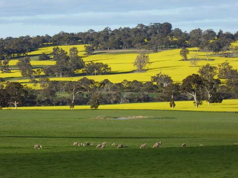 Fini Olives - ACT Tourism 0