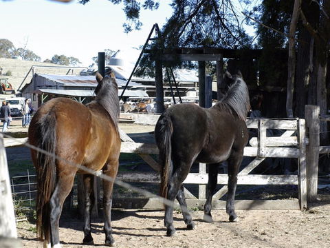 Harlow Park Horse Riding - ACT Tourism 1