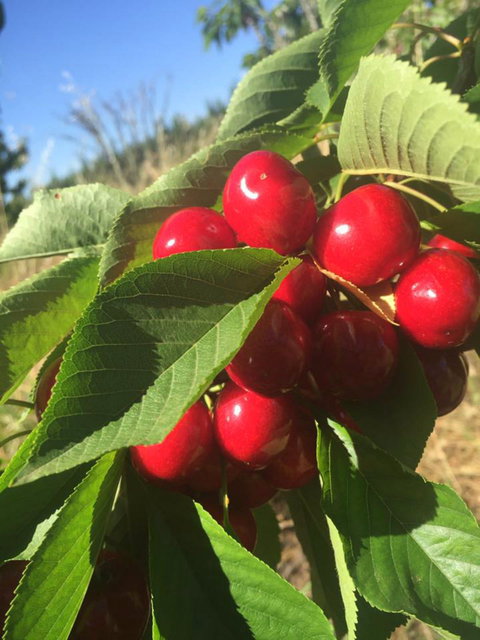 Hill-Lock Orchard - ACT Tourism 1