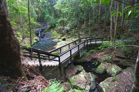 Kondalilla Falls Circuit, Kondalilla National Park - ACT Tourism 2