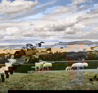 Merino and Co - ACT Tourism