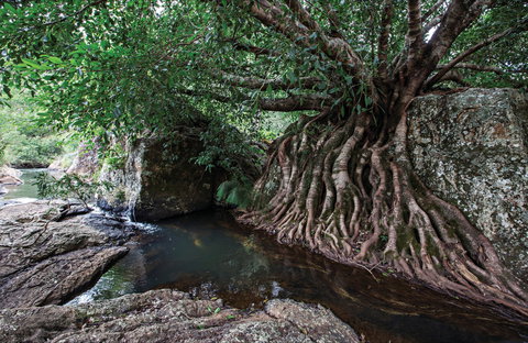 Misty Mountains Wilderness Tracks - ACT Tourism 0