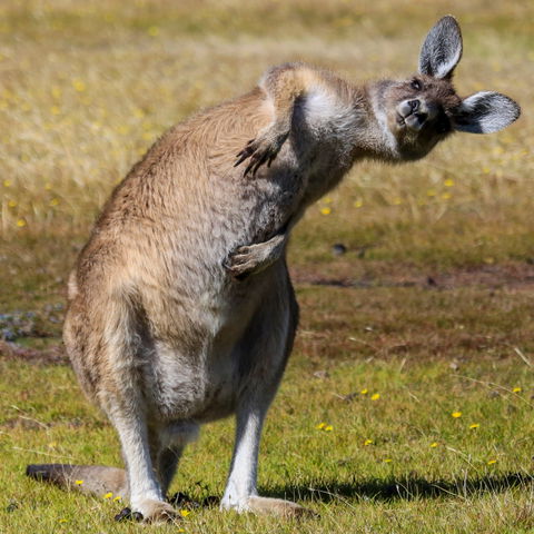 Narawntapu National Park - ACT Tourism 0