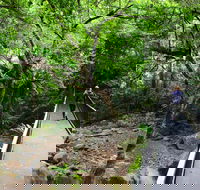 Rainforest Loop Walk Budderoo National Park - ACT Tourism