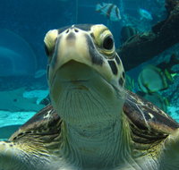 Reef HQ Aquarium - ACT Tourism