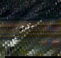 Seaham Swamp Nature Reserve - ACT Tourism