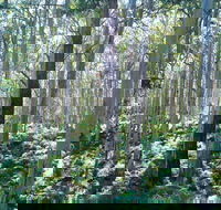 Southern Forests - ACT Tourism