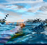 Swim With Dolphins Day Trip - ACT Tourism