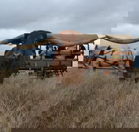 Texas Longhorn Tours - ACT Tourism