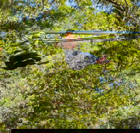 TreeTop Crazy Rider - ACT Tourism