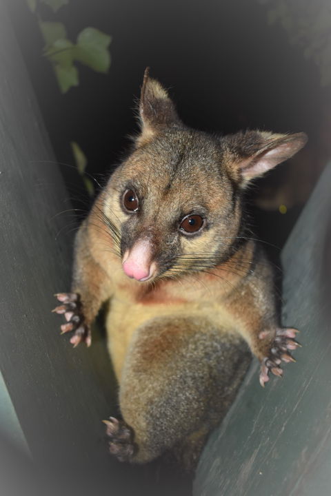 Umpherston Possum Tours - ACT Tourism 1