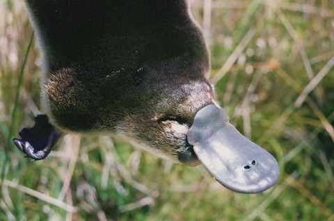 Warrawong Wildlife Sanctuary - ACT Tourism 0