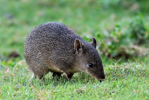 Warrawong Wildlife Sanctuary - ACT Tourism 1