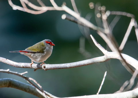 Warrawong Wildlife Sanctuary - ACT Tourism 2