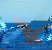 Whale Watching on Keswick Island - ACT Tourism