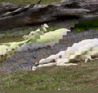 Yarra Valley Nocturnal Zoo - ACT Tourism