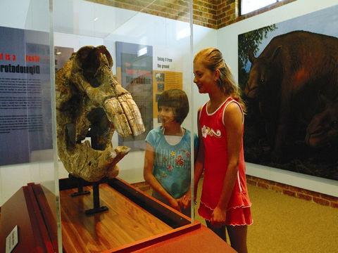 Australian Museum Diprotodon Exhibition: Closed For Building Repair July August - ACT Tourism 0