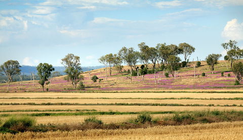 Bell - ACT Tourism 1