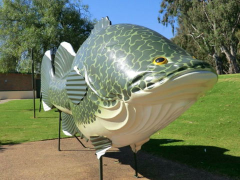 Big Murray Cod - ACT Tourism 0