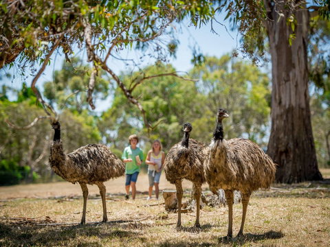 Cleland Wildlife Park - ACT Tourism 2