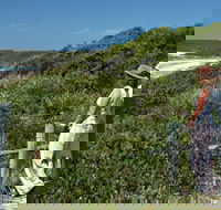 Conjola Beach Picnic Area - ACT Tourism
