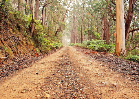 Cycle Mogo State Forest - ACT Tourism 1