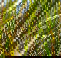 De Kerrilleau picnic area - ACT Tourism