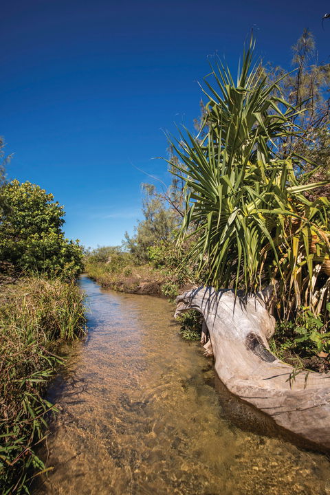 Freshwater Creek Track, Byfield National Park - ACT Tourism 2