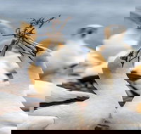 Gannets in Portland - ACT Tourism