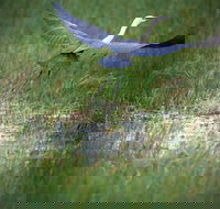 Germein Reserve - ACT Tourism