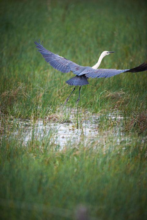 Germein Reserve - ACT Tourism 0