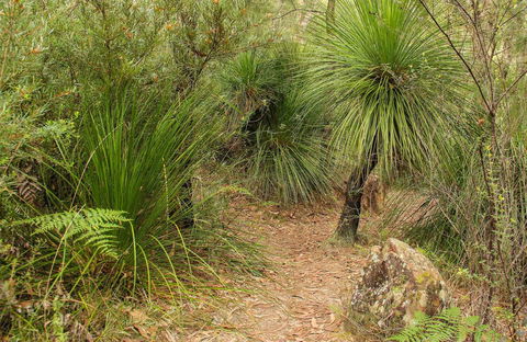 Grass Tree Circuit - ACT Tourism 0