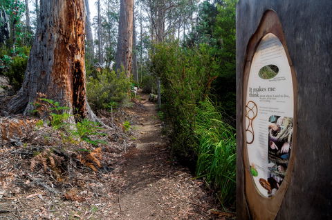Lake St Clair (Cradle Mountain  - Lake St Clair National Park) - ACT Tourism 2