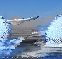 Marine Life Encounters - ACT Tourism