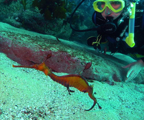 Merimbula Divers Lodge - ACT Tourism 2